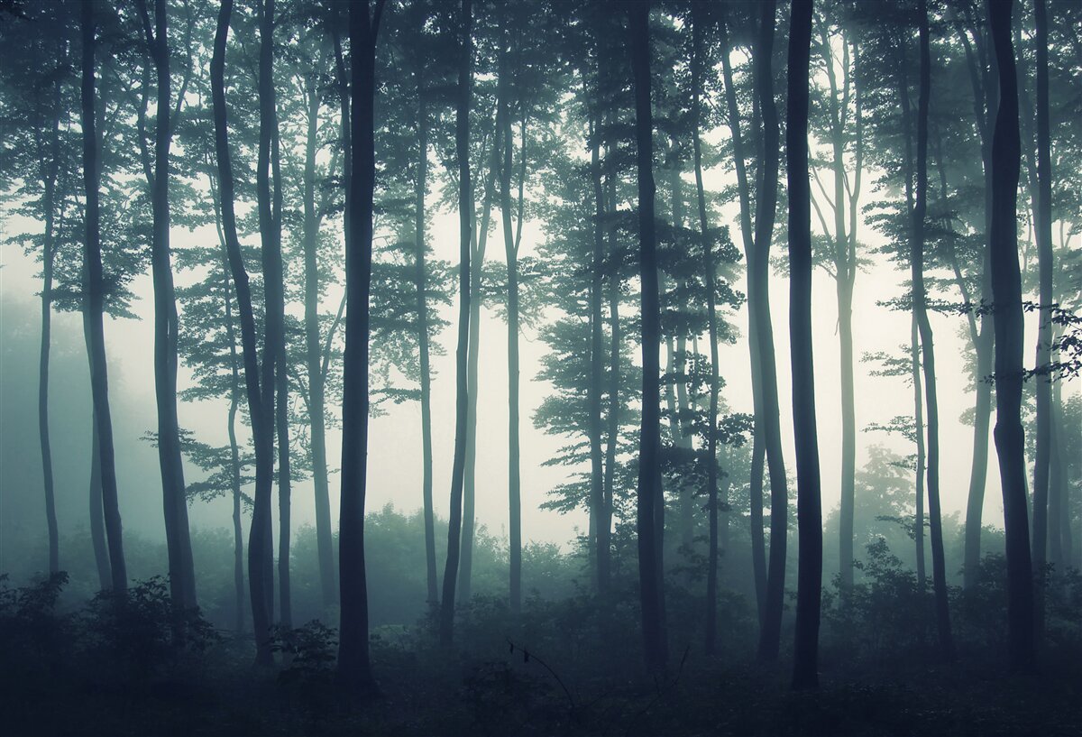 Fototapeten neblige Morgendämmerung in der Wüste