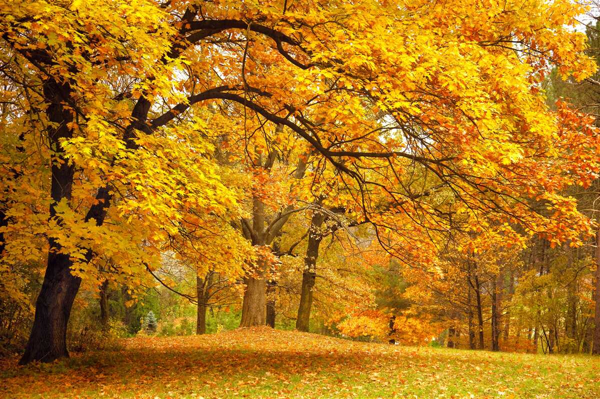 Fototapeten Der Herbst in seinem gelben Outfit betrat den Wald