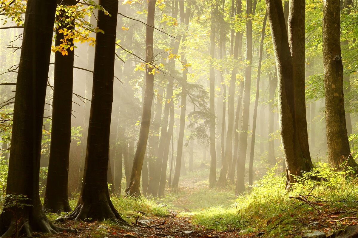 Fototapeten Die Strahlen der Morgensonne durchbohren den Nebel in der Wüste