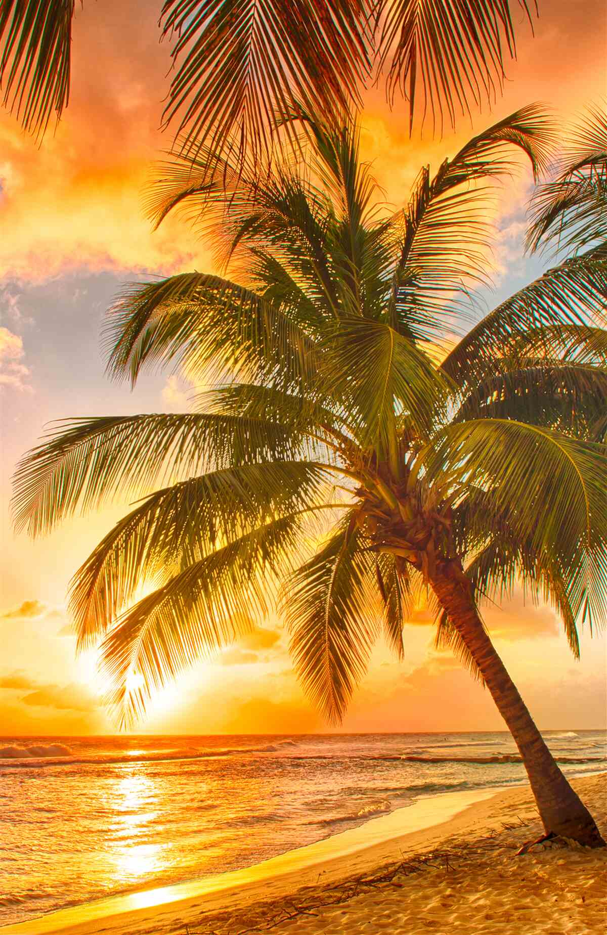 Fototapeten Der Sonnenuntergang beleuchtet die Handfläche am Strand