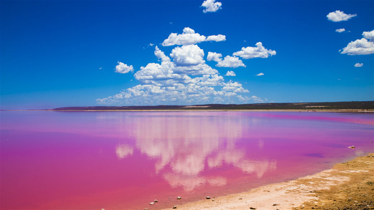 Fototapeten Hutt -Lagune mit rosa Wasser