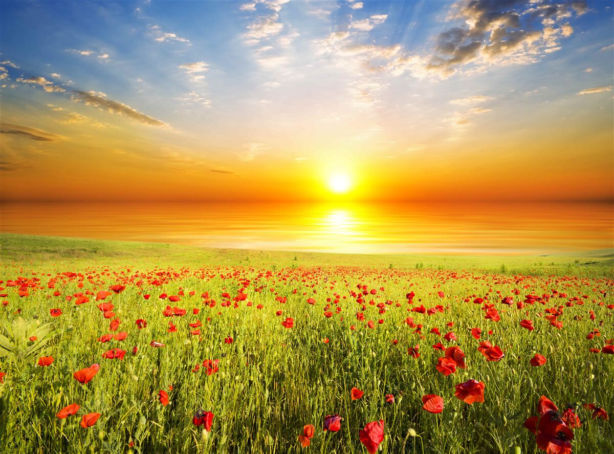 Fototapeten In diesem Sommer ist der Sonnenuntergang in der Wiese Wiese voller Farben