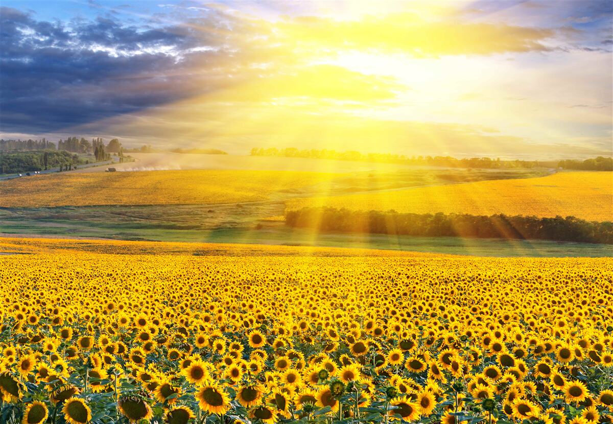 Fototapeten Die Sonne ist voller Klarheit über dem Feld der üppigen Sonnenblumen