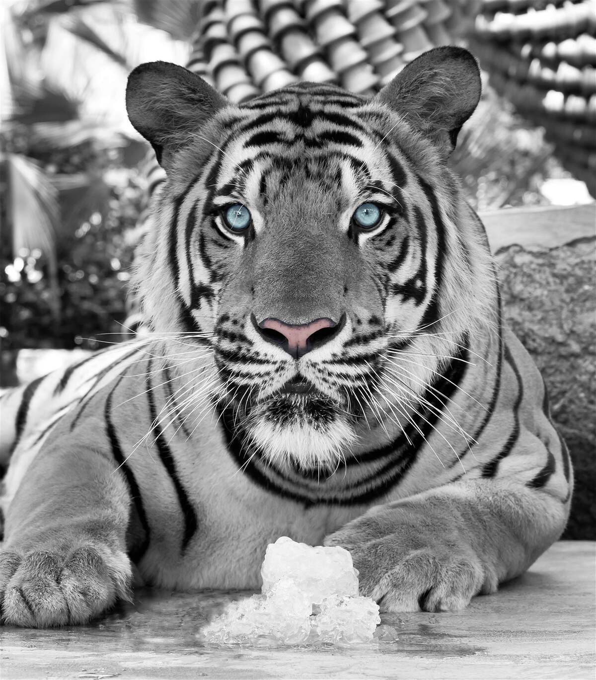 Fototapeten Schwarz -Weiß -Tiger mit schönen blauen Augen