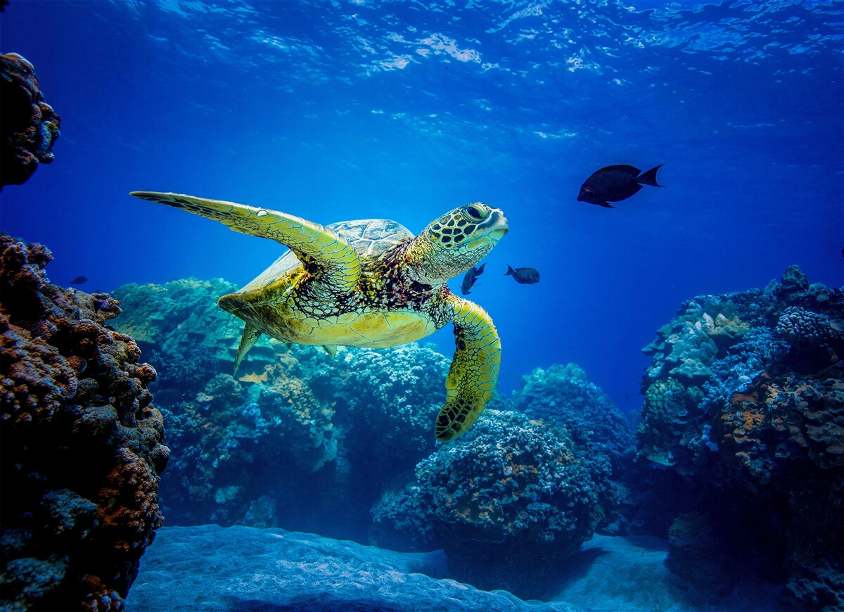 Fototapeten Schildkröte in blauen Meerentiefen