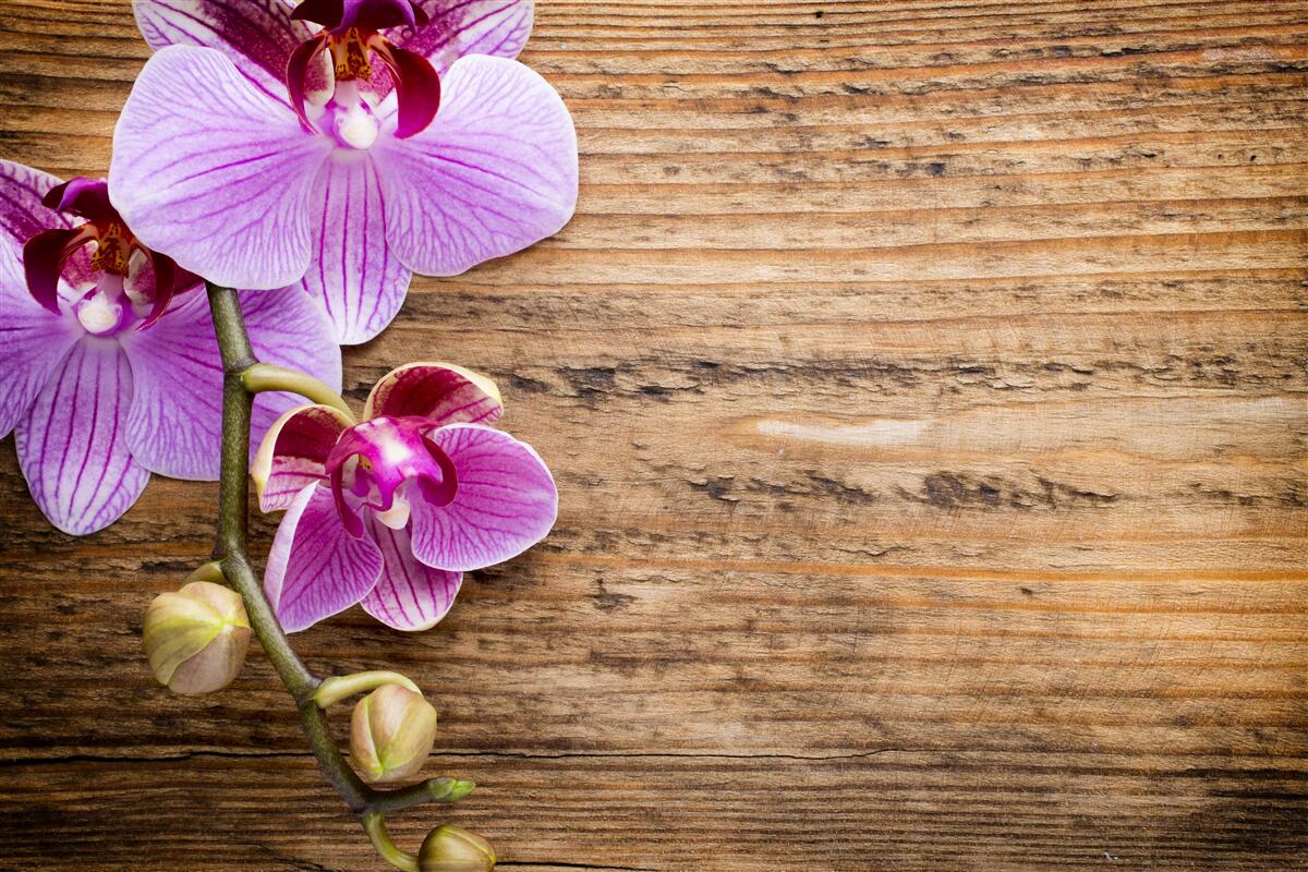 Fototapeten Lila Orchidee auf einem Baumstamm