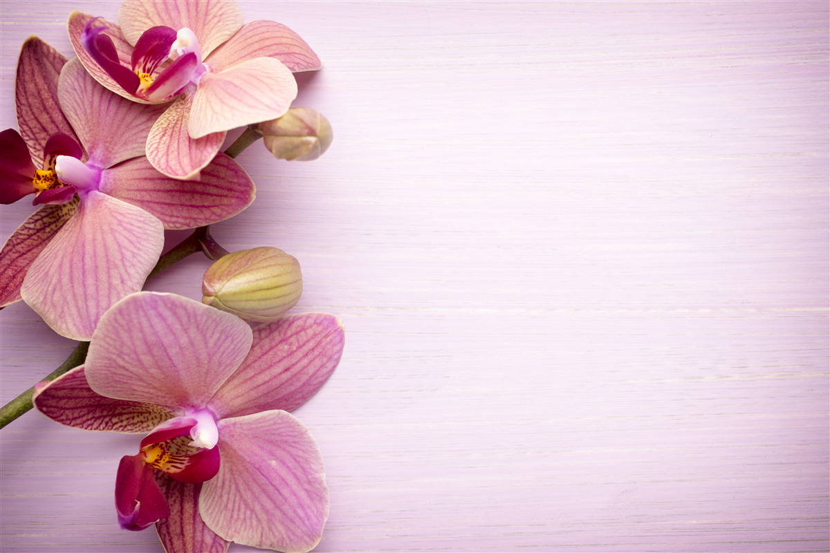 Fototapeten Orchideen haben eine erstaunliche rosa Schönheit
