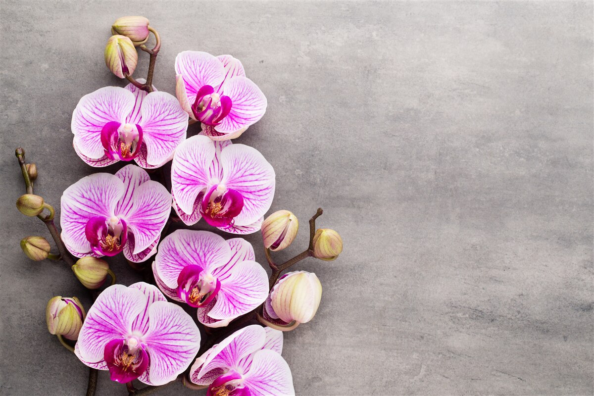 Fototapeten Lilio-Weiß-Orchidee