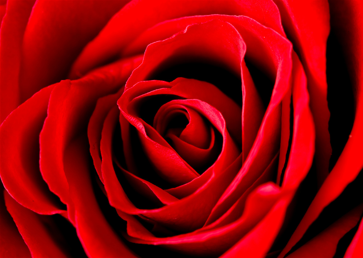 Fototapeten Wunderbare Scharlachrose
