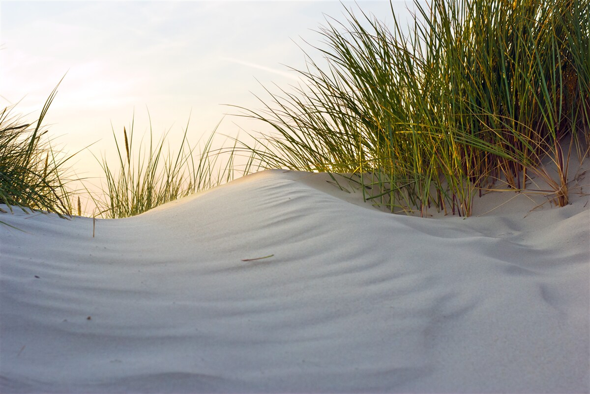 Fototapeten Strandsand umgeben von Grün bei Sonnenaufgang