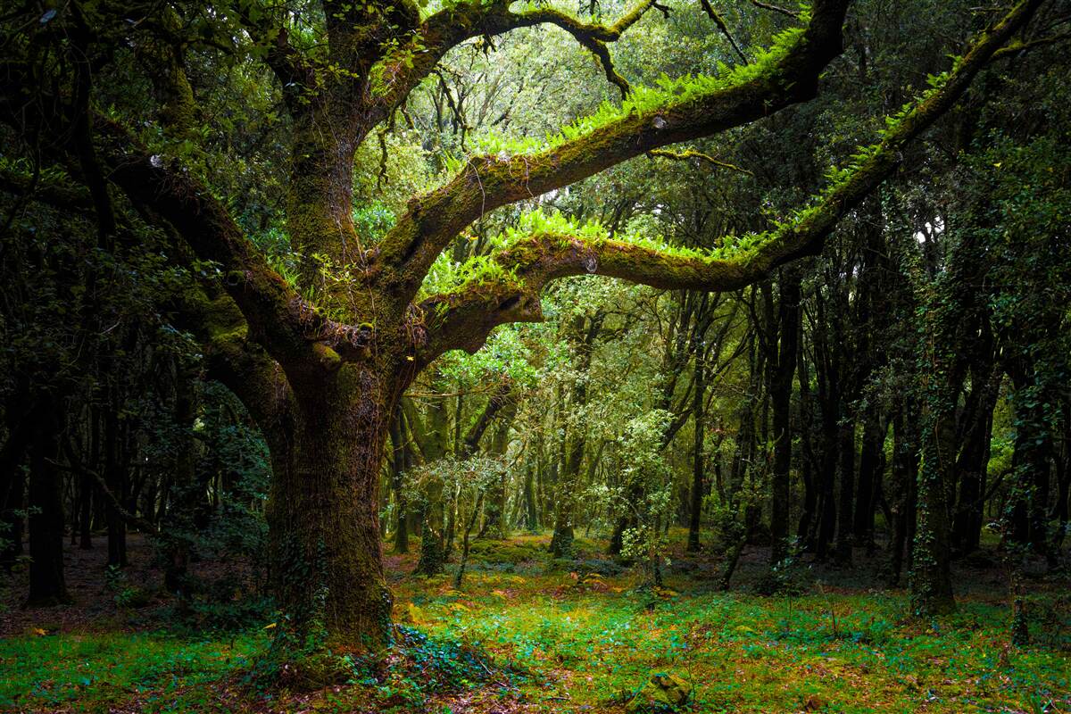 Fototapeten Zotteliger alter Wald mit dichten Bäumen
