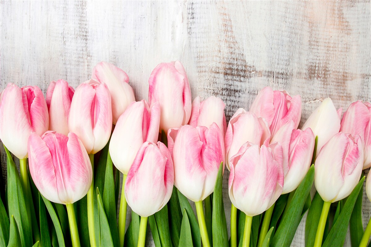 Fototapeten Frische Tulpen in einem zarten rosa Farbton