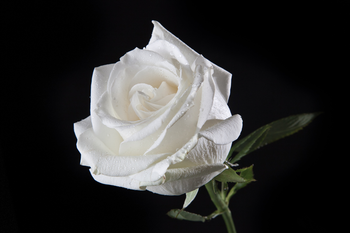 Fototapeten Der schwarze Hintergrund betont das Weiß der Rose