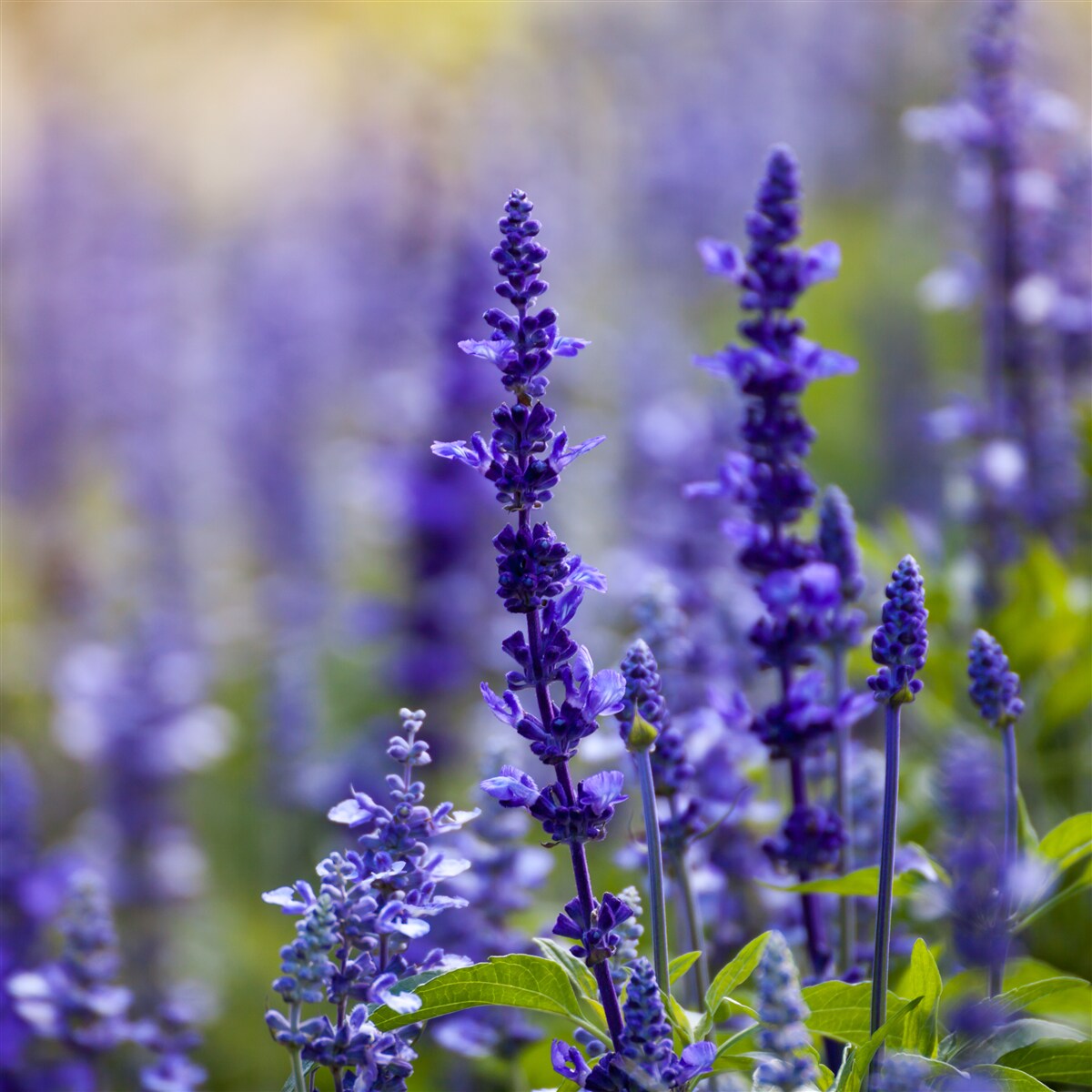 Fototapeten Lila Lavendel -Makrofotografie