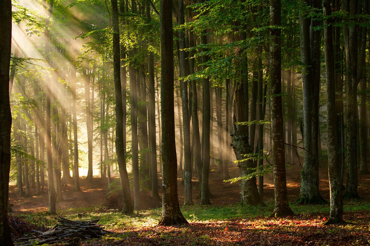 Fototapeten Die Sonnenstrahlen jagen die Kälte nach der Nacht aus dem Wald aus
