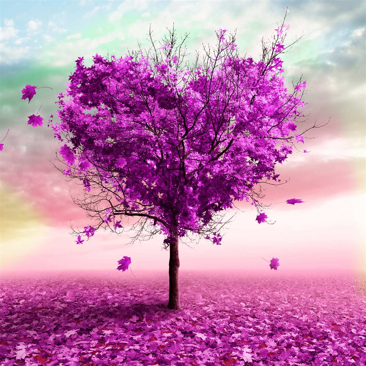 Fototapeten Ein herzgespritzer Baum ist lila gestrichen