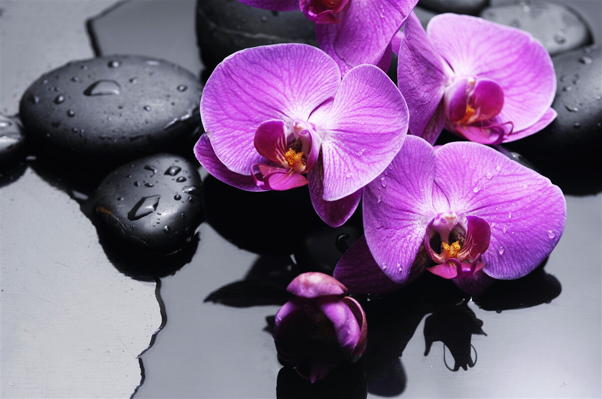 Fototapeten Violet Orchidee mit Wasser und Steinen umgeben