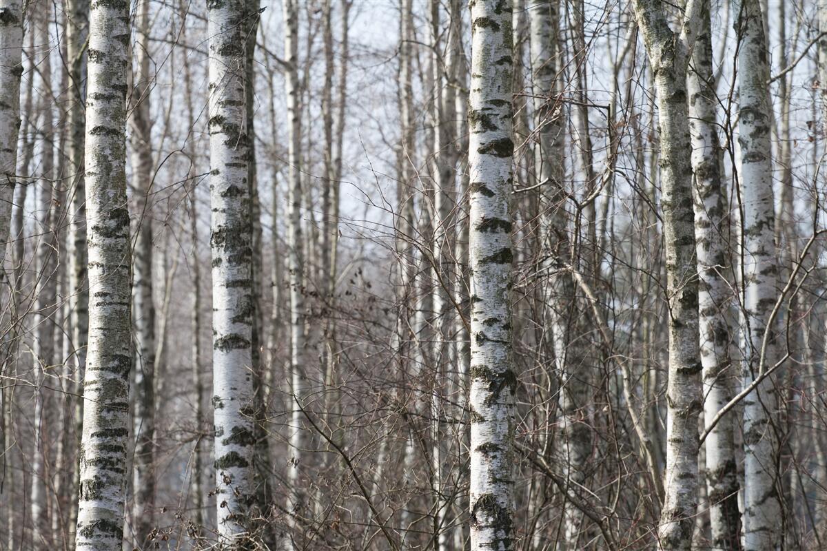 Fototapeten Gefallene anmutige Birke