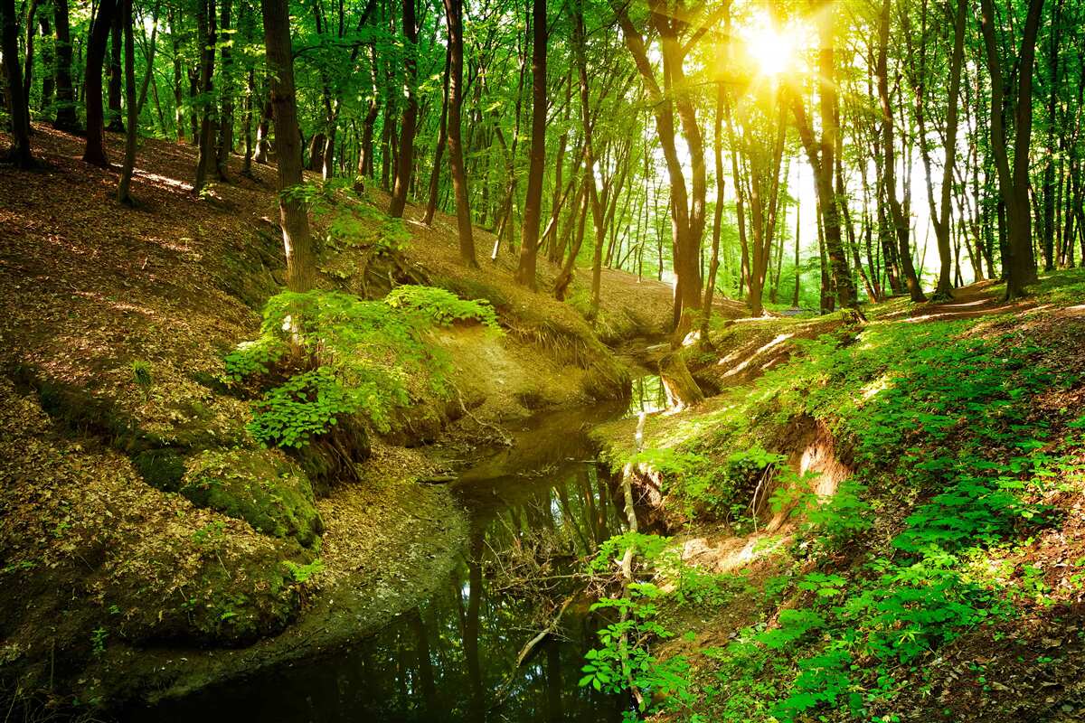 Fototapeten Morgen Sonnenlicht in einem mit Blättern gefüllten grünen Wald