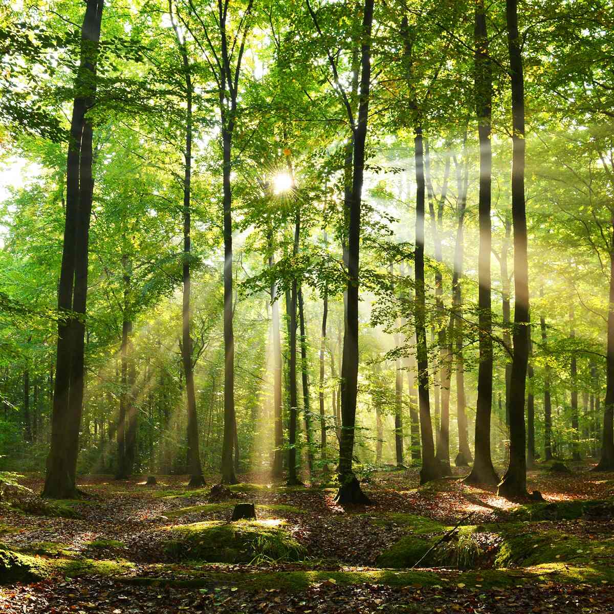 Fototapeten Die Sonnenstrahlen brechen durch den ordentlichen grünen Wald