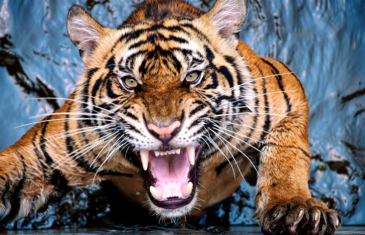 Fototapeten Der Tiger brüllt vor Wut