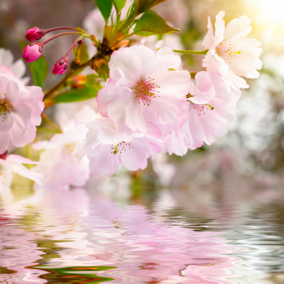 Fototapeten Kirschzweige mit rosa Blumen hängen über dem Wasser