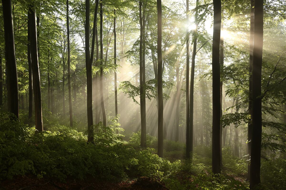 Fototapeten Die Sonnenstrahlen durchdringen durch den Nebel im Wald
