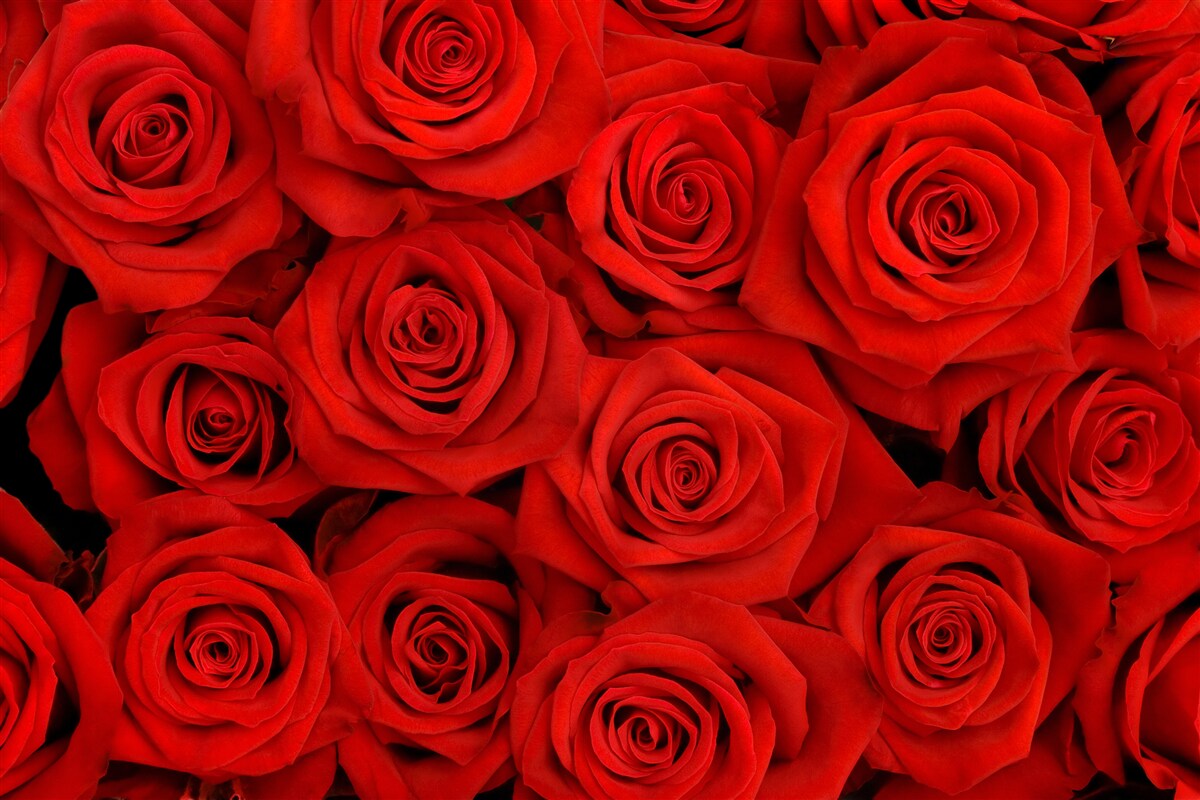 Fototapeten Ein Strauß roter Rosen