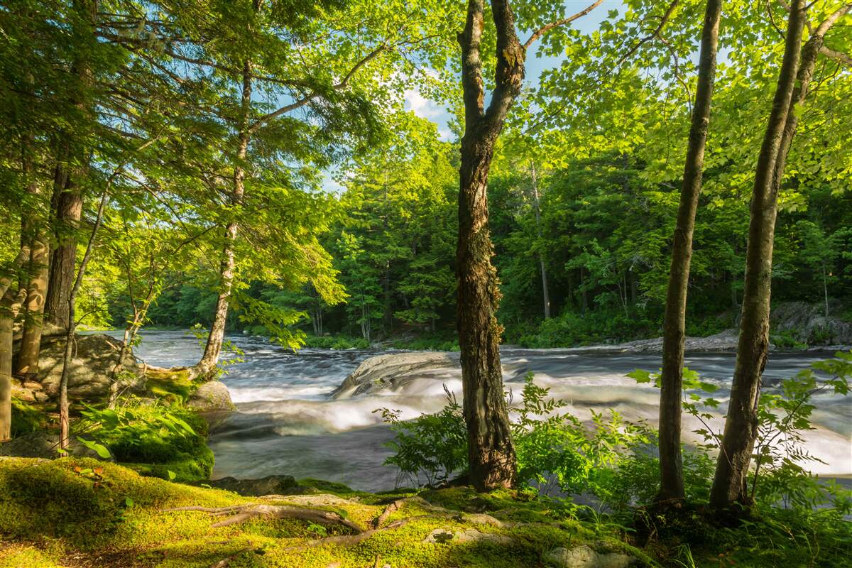 Fototapeten Ein lautes Fluss in den Bergen, die durch den sonnigen Wald fließen