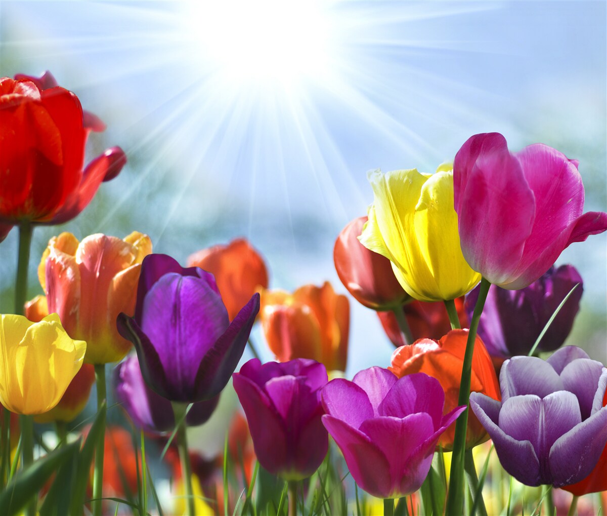 Fototapeten Tulpen in verschiedenen Farben in der Sonne