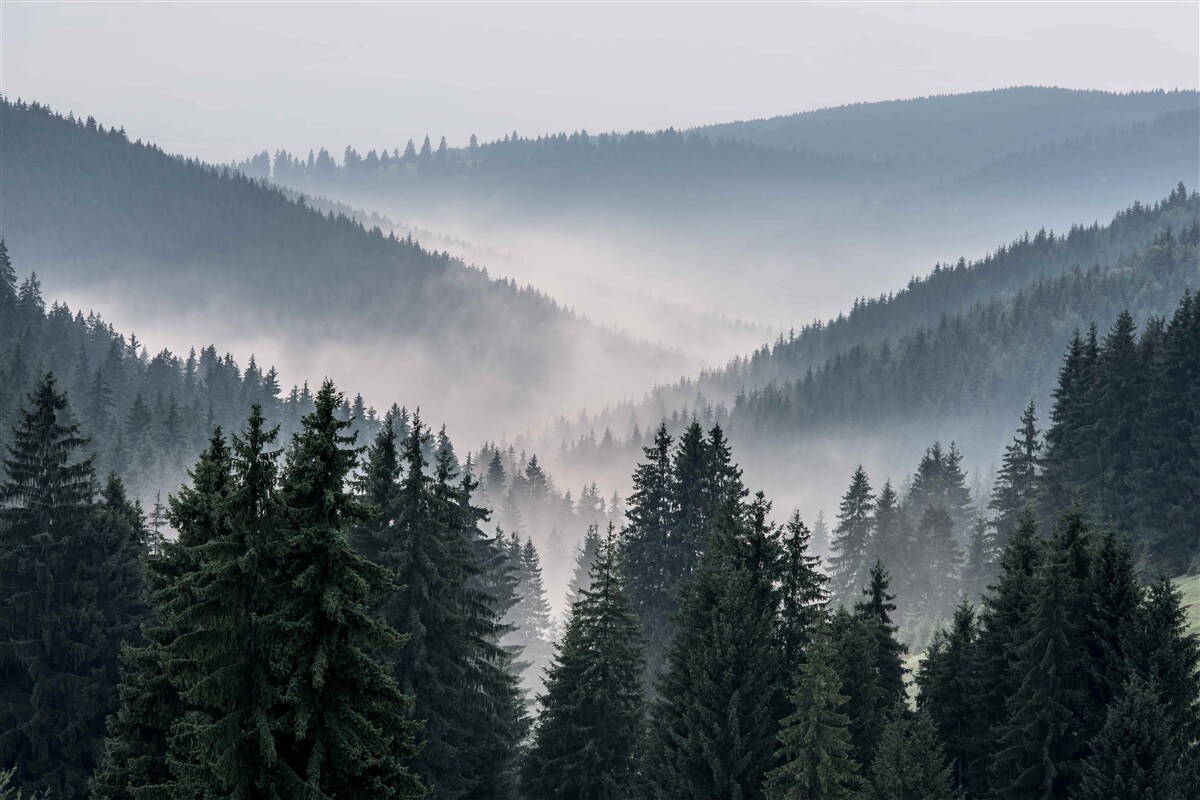 Fototapeten Der Nadelwald ist unter der Deckung des dichten Nebel versteckt