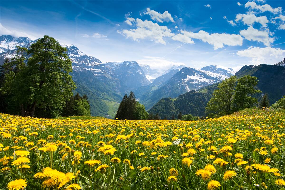 Fototapeten Berglandschaft mit einem Feld mit Mohnblumen, die mit gelber Milch verziert sind