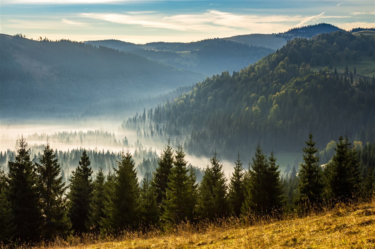 Fototapeten Der dichte Herbstwald ist ein dichterer Nebel