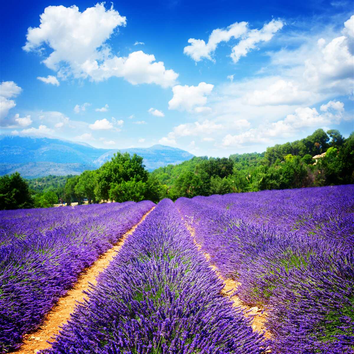 Fototapeten Endlose Gebiete aus weichem Lavendel