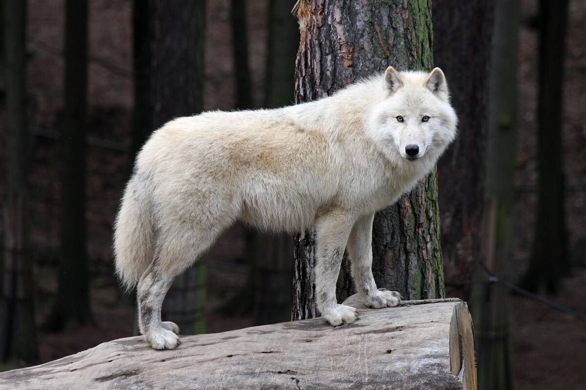Fototapeten Grauer Wolf auf einem hölzernen Baumstamm
