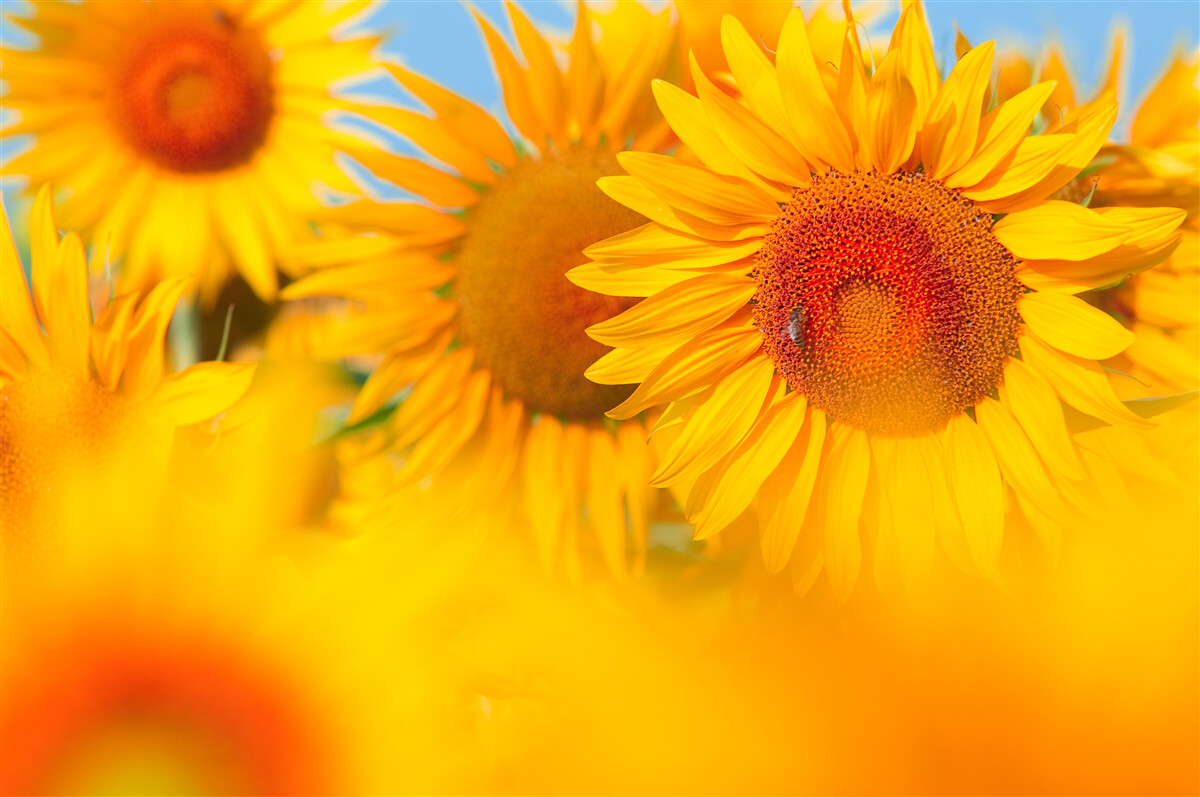 Fototapeten Sonnenblumen unter der Sonne