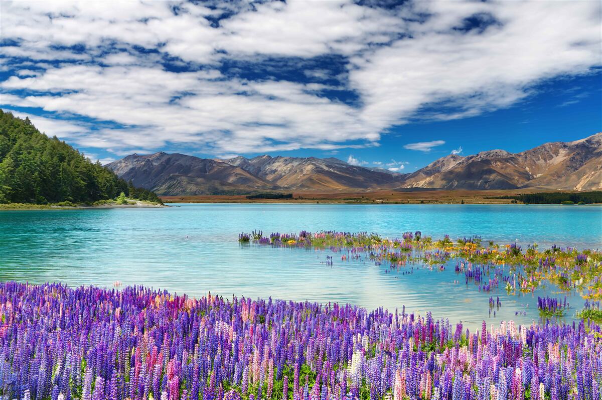 Fototapeten Blüten spiegeln sich im kristallklaren Wasser des Berges Lake wider