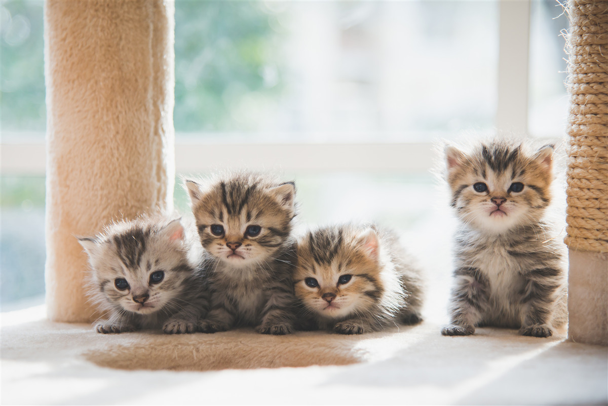 Fototapeten Kleine Katzen suchen eine Mutter