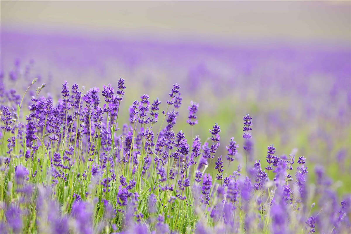 Fototapeten Lavendelfelder