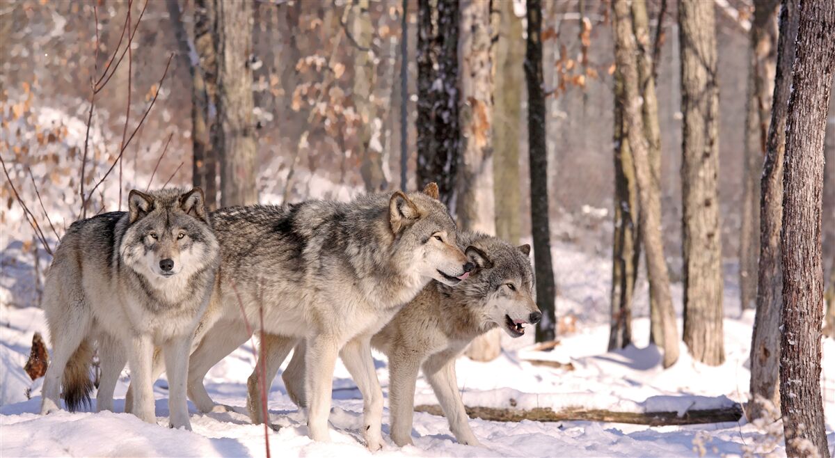 Fototapeten Eine Gruppe von Wölfen geht durch das Winterdickicht des Waldes durch
