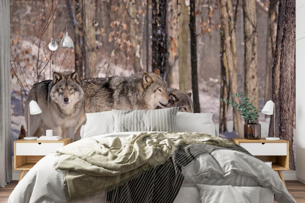 Fototapeten Eine Gruppe von Wölfen geht durch das Winterdickicht des Waldes durch