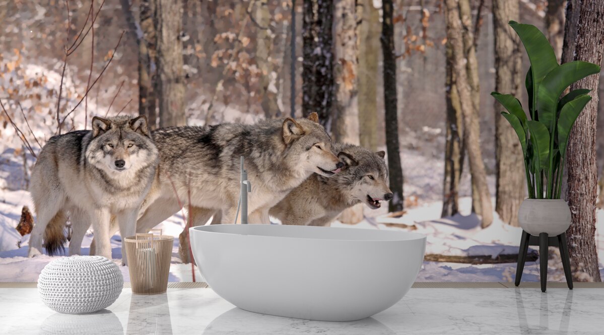 Fototapeten Eine Gruppe von Wölfen geht durch das Winterdickicht des Waldes durch