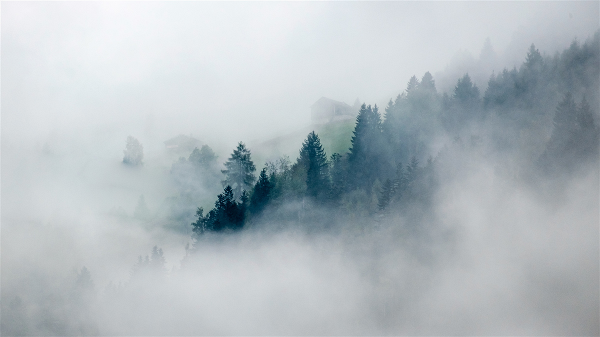 Fototapeten Der Rand des Waldes ist Nebel