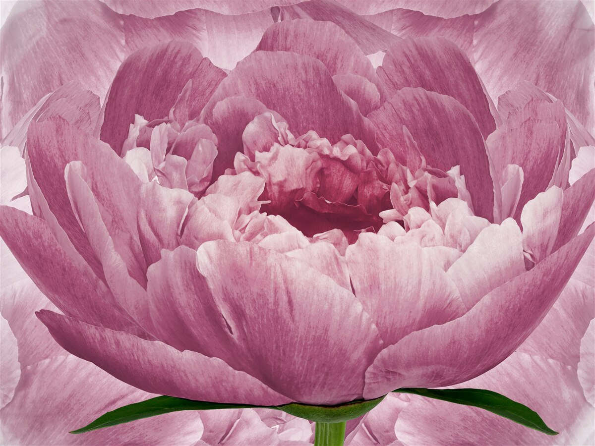 Fototapeten Schwere rosa Asterblume