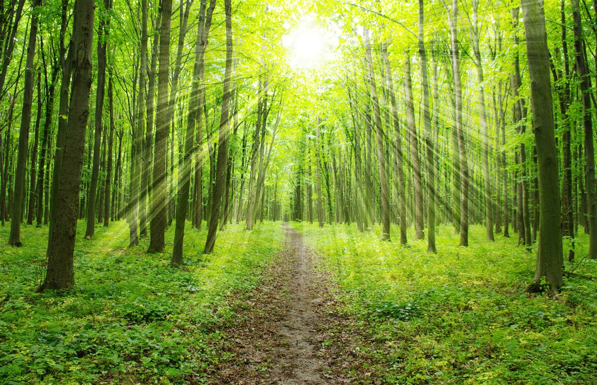 Fototapeten Die Sonnenstrahlen in einem üppigen grünen Wald beleuchten leicht alles herum
