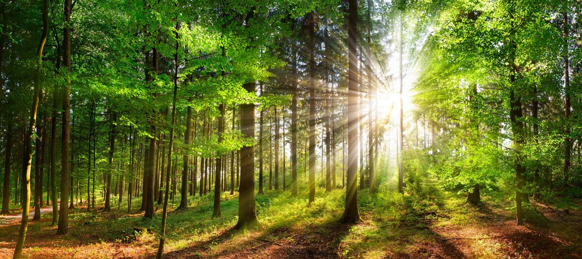 Fototapeten Helle Sonne im Wald mit grünen Blättern bedeckt