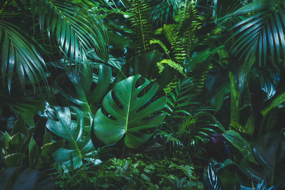 Fototapeten Tropiky sind mit üppiger grüner Flora bedeckt