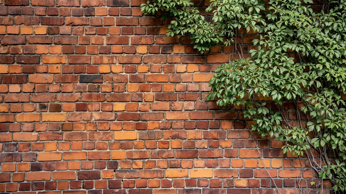 Fototapeten Die Wand ist in Ivy Green begraben