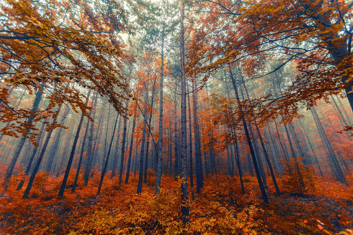 Fototapeten Der Herbstwald verlässt, der fiel