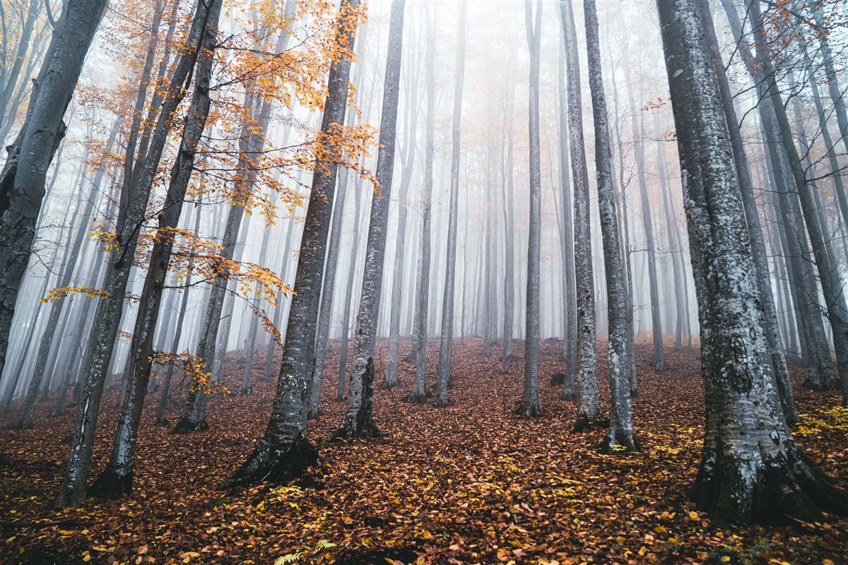 Fototapeten Nebel in einem dankbaren Herbstwald